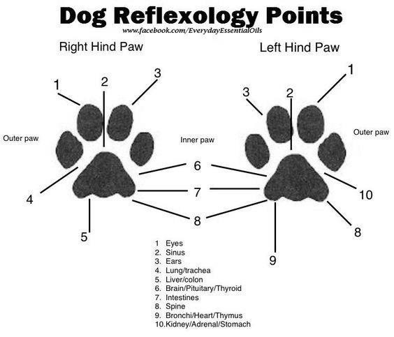 Canine Reflexology photo 0