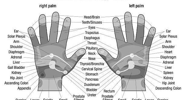 Free professional hand, feet and face Reflexology Charts photo 0